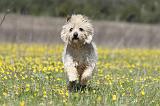 CAIRN TERRIER 276